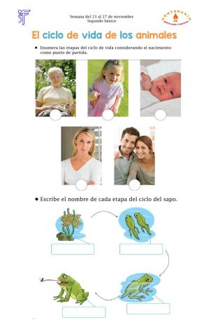 Ciclo de vida de los animales