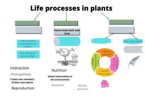 Life processes in plants