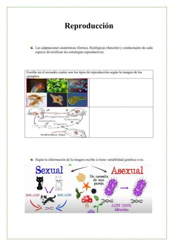 Reproducción