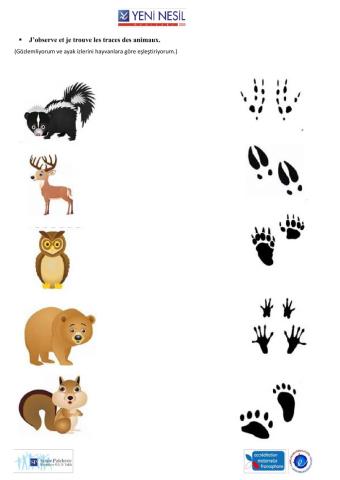 Les Animaux de la Forêt