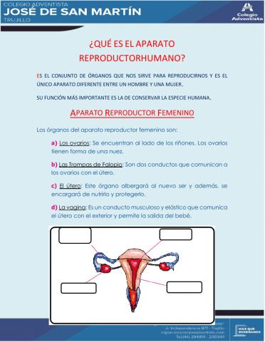 Aparato reproductor femenino