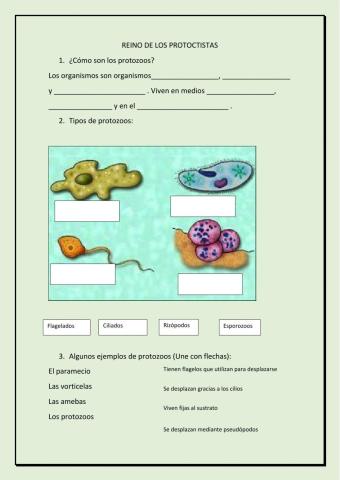 Protozoos