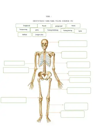 Latihan menyusun kerangka tulang manusia