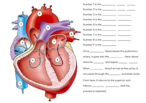 Heart - how blood flows