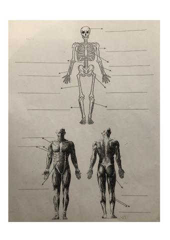 Huesos y músculos