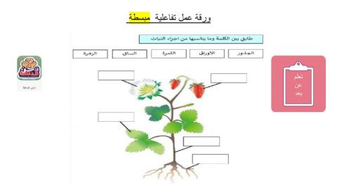 اجزاء النبات ورقة عمل مبسطة