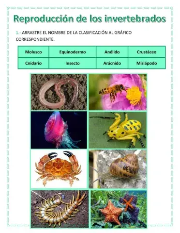Reproducción de invertebrados