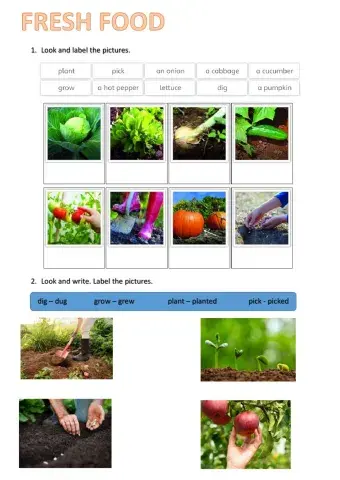 Fresh food activity 19-11