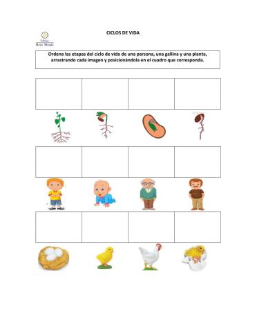 Etapas de crecimiento