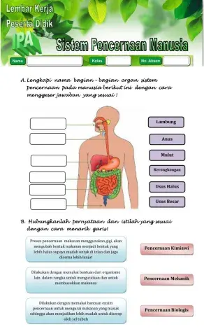 Sistem Pencernaan Manusia