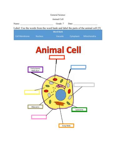 Animal Cell