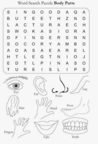 Word search, body parts