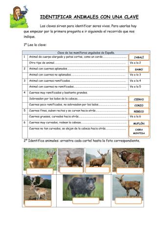 Clasificación de mamíferos