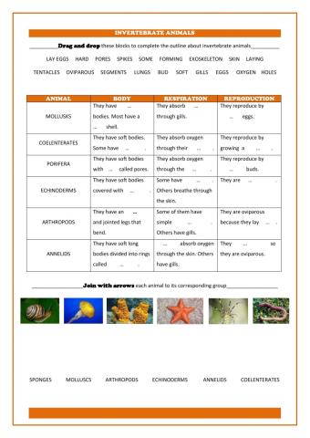 Invertebrate animals