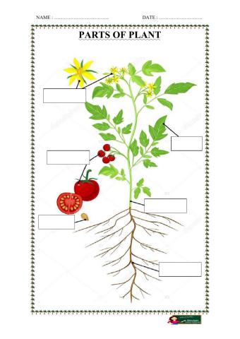 Parts of a Plant