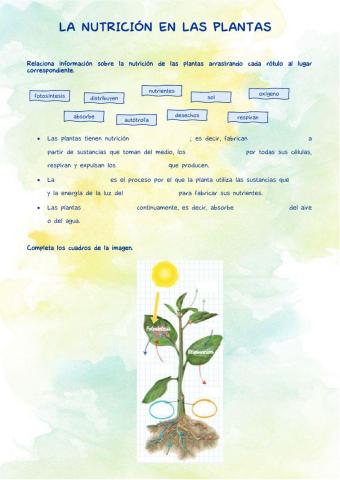 La nutrición en las plantas