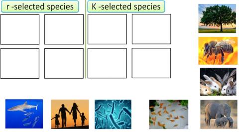 انماط التكاثر