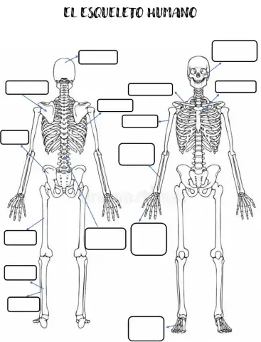 El esqueleto