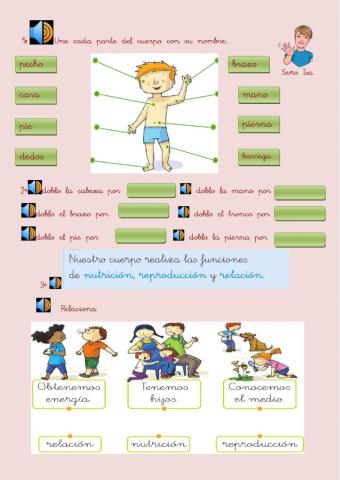 Las partes del cuerpo