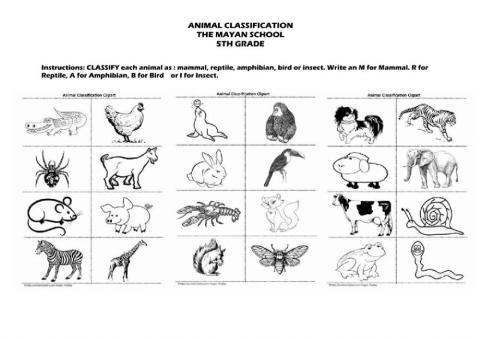 Animal classfication