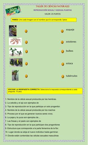 Reproducción sexual y asexual de las plantas