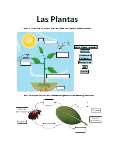 Las Plantas