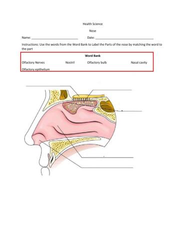 Nose