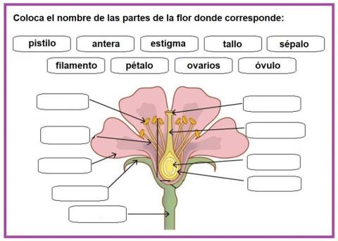 Partes de la flor