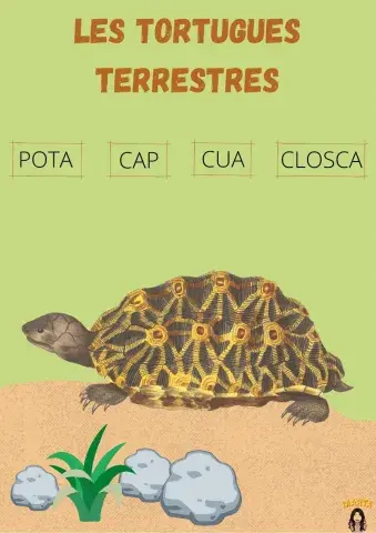 Les parts del cos de les tortugues terrestres