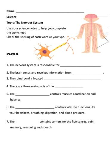 The Nervous System