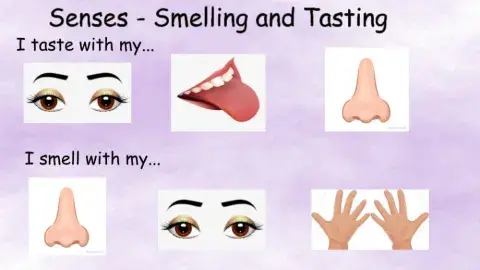 Senses - smelling and tasting
