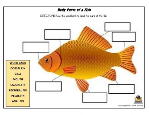 Body Parts of Fish