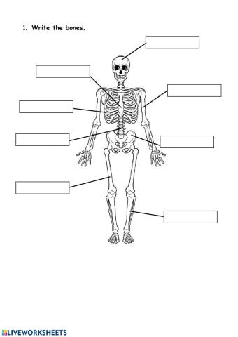 Muscles & Bones