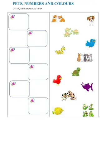 PETS, numbers and colours