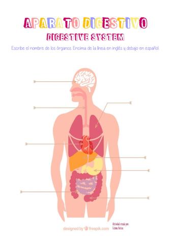 Aparato digestivo - digestive system