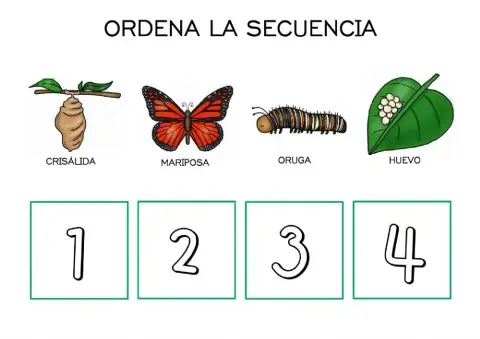 Ciclo mariposa