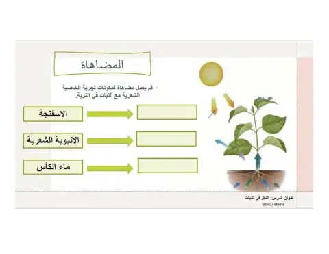 النقل في النبات