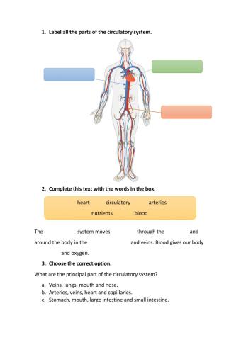 Circulatory and respiratory system