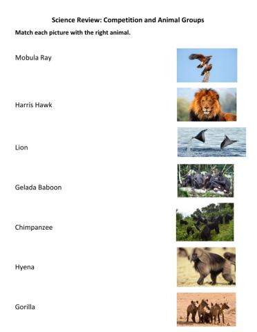 Science Review: Competition and Animal Groups