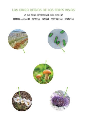 Los cinco reinos de los seres vivos