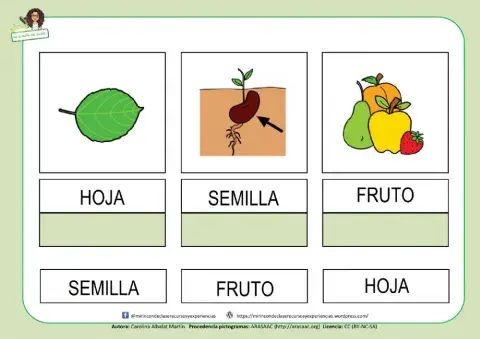 Lectura de palabras: las partes de la planta