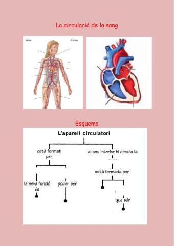 La circulació de la sang