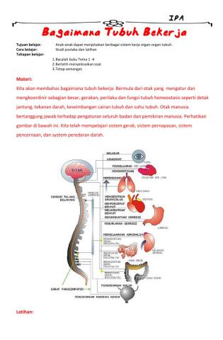 Bagaimana Tubuh Bekerja