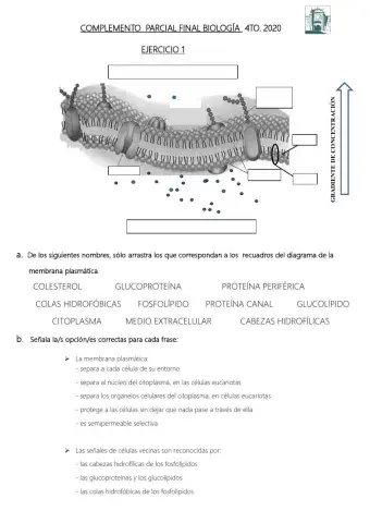 Repechaje biología cuarto 2020