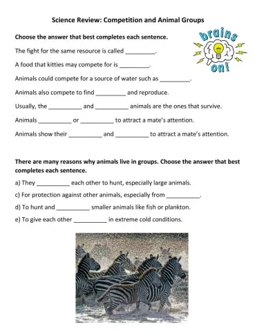 Science Review: Competition and Animal Groups
