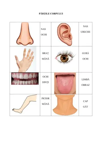 Partile corpului