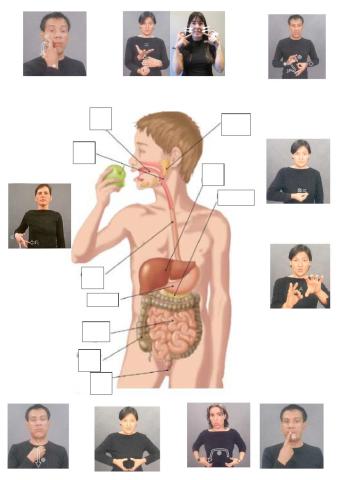 LSE Aparato digestivo