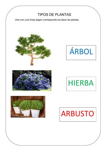Tipos de plantas