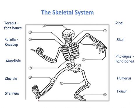 The Skeletal System