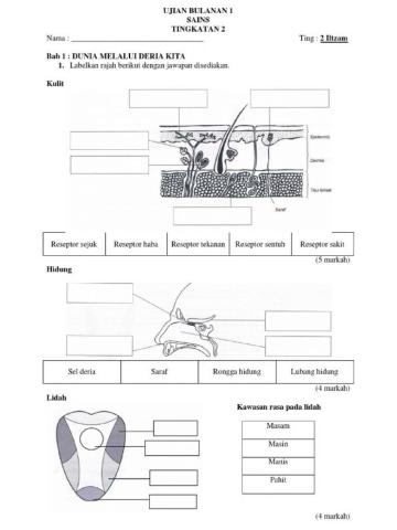 Sains Tingkatan 3 Lidah, Kulit, Hidung